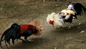 Online Cockfighting at Jeetwin
